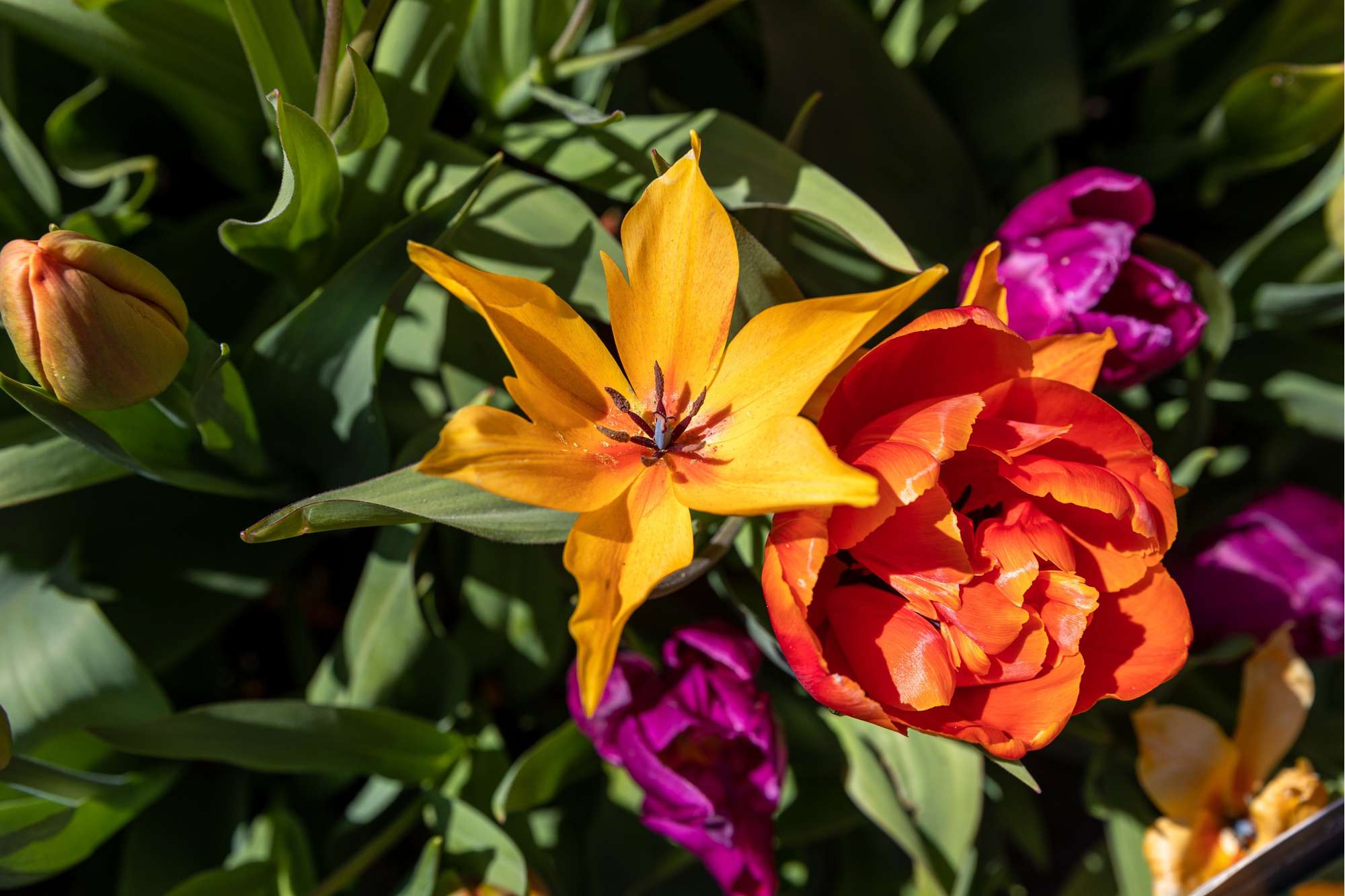 Botanische Tulpe 'Praestans Shogun'